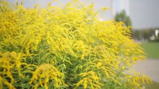 Жовті дикі квіти в парку на клумбі. Ландшафтний дизайн — стокове відео