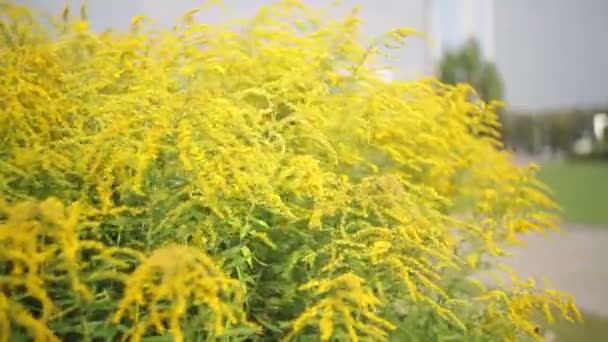 Fleurs sauvages jaunes dans le parc sur le lit de fleurs. Aménagement paysager — Video