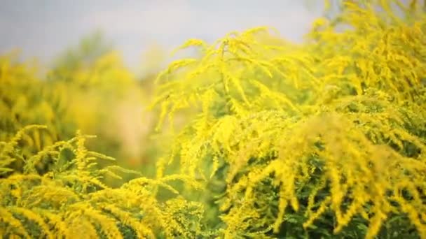 Flores silvestres amarelas no parque no canteiro de flores. Paisagismo — Vídeo de Stock