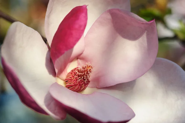 Pink magnolia flower blossoming in spring garden — Stock Photo, Image