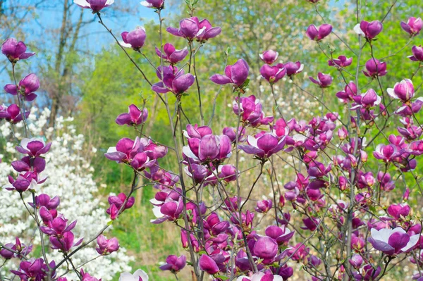 Pink blossoming magnolia trees in the spring garden — Stock Photo, Image