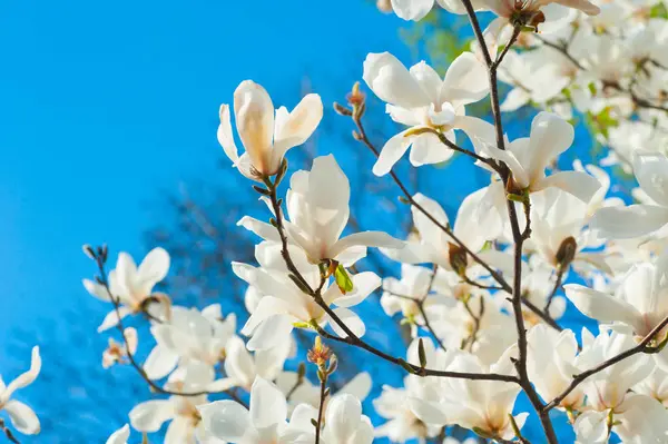 春の庭の白い花モクレンの木 — ストック写真
