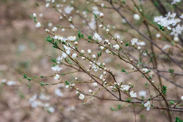 Arbre de fleur de cerisier de printemps dans le jardin — Photo