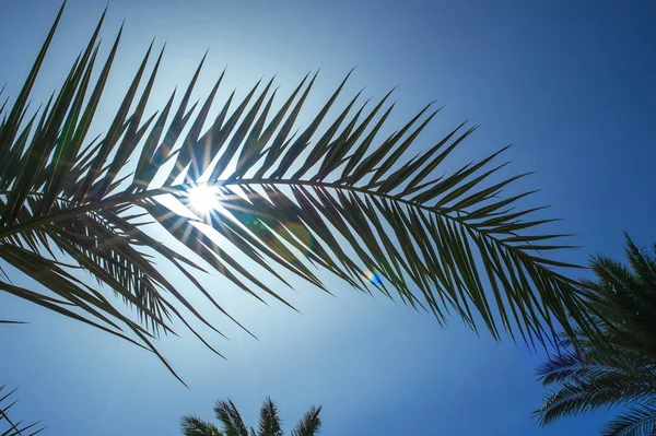 Liść palmowy na tle promienie słońca — Zdjęcie stockowe