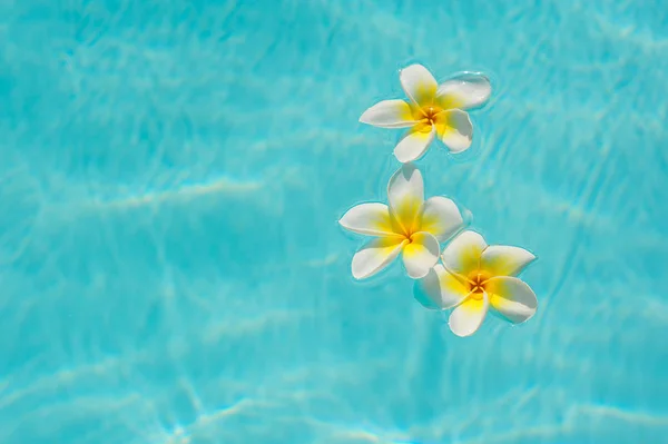Três flores brancas de frangipani na água da piscina — Fotografia de Stock