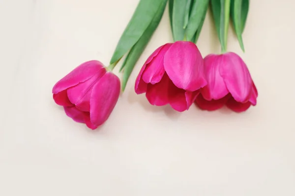 Three red tulips on a light background — Stock Photo, Image