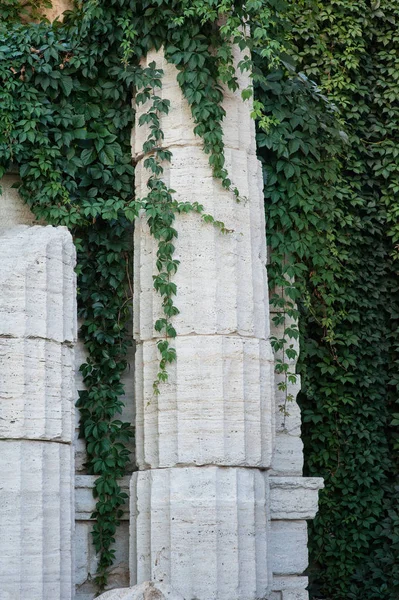 Oude kolommen met krullend groene planten — Stockfoto
