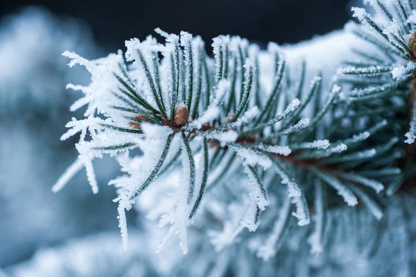 Branches d'arbres couvertes de neige dans le parc d'hiver — Photo