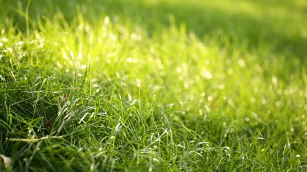 Зелена трава в весняному парку, освітленому сонцем — стокове відео