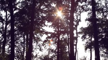 Güneş ışınları onların yol ağaçların arasından bir çam Parkı içinde yapmak.