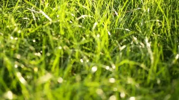 太陽に照らされた春公園で緑の草 — ストック動画