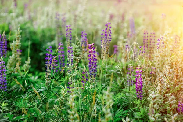 Spring flowers lupine field on a sunny day — Stock Photo, Image