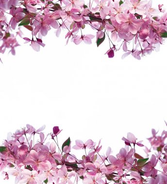 Çerçeve bahar çiçekleri ve metin için yer