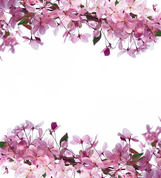 봄 꽃과 텍스트 위한 공간 프레임 — 스톡 사진
