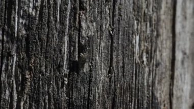 Eski siyah ahşap doku arka plan