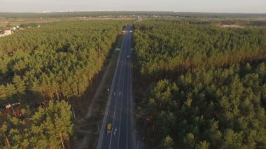 çam ormanı bir araba ile yol asfalt. Hava video