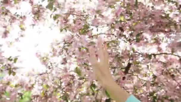Женщина держит руку через цветущее весеннее дерево в саду — стоковое видео
