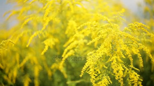 Fleurs jaunes sur une prairie printanière — Video