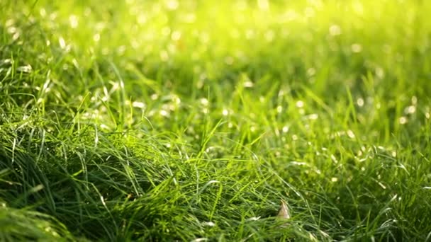 Fondo de hierba verde en un prado iluminado por el sol — Vídeos de Stock