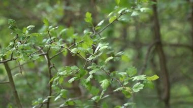 Bahar Parkı yakın çekim yeşil ağaçların