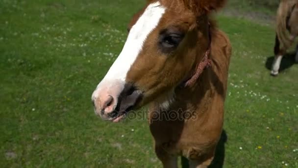 Pequeno cavalo em um prado de primavera — Vídeo de Stock