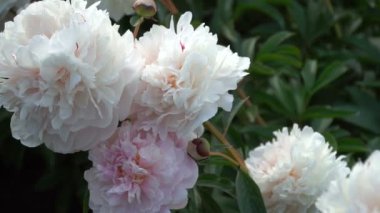 Güzel beyaz Şakayık çiçekleri yaz bahçesinde