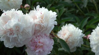 Güzel beyaz Şakayık çiçekleri yaz bahçesinde