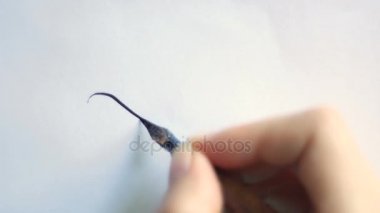 Bir kağıt üzerine kalemle güzel kaligrafi bukleler