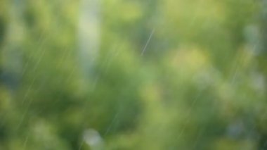 yeşil yaprakları yaz parkta bir arka plan üzerinde yağmur damlaları