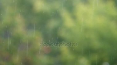 yeşil yaprakları yaz parkta bir arka plan üzerinde yağmur damlaları