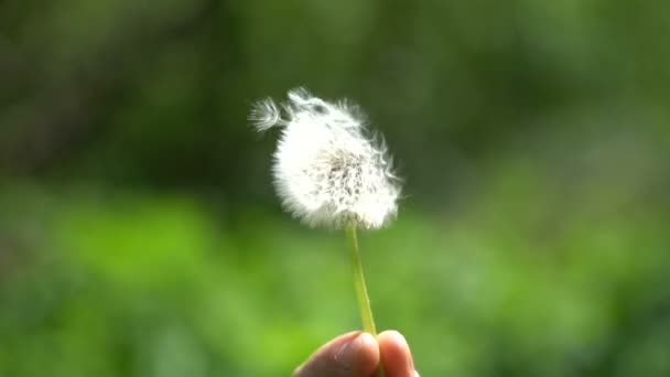 Joven hombre soplando diente de león en el campo de verano — Vídeos de Stock