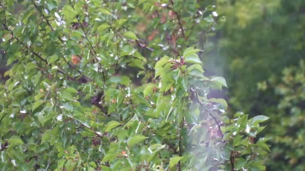 Gotas de lluvia sobre un fondo de hojas verdes en el parque de verano — Vídeos de Stock