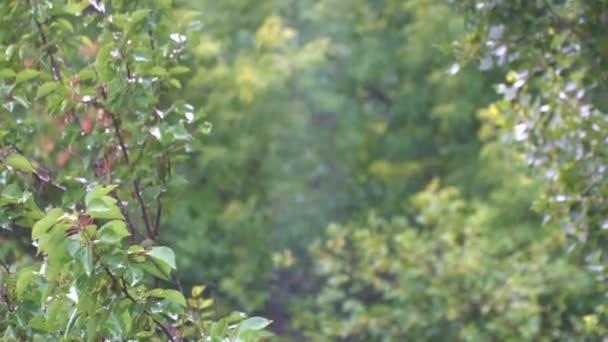 夏の公園の緑の葉の背景に雨粒します。 — ストック動画