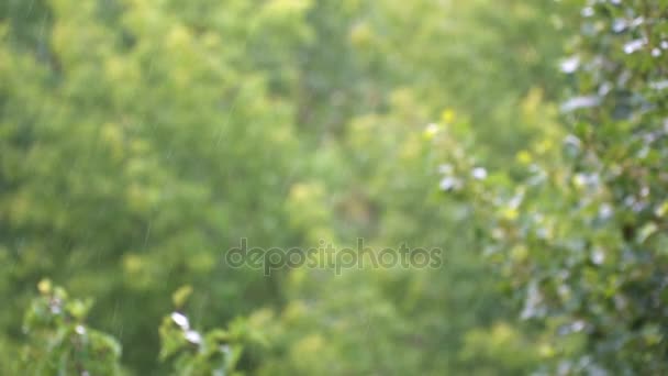 Rain drops on a background of green leaves in the summer park — Stock Video