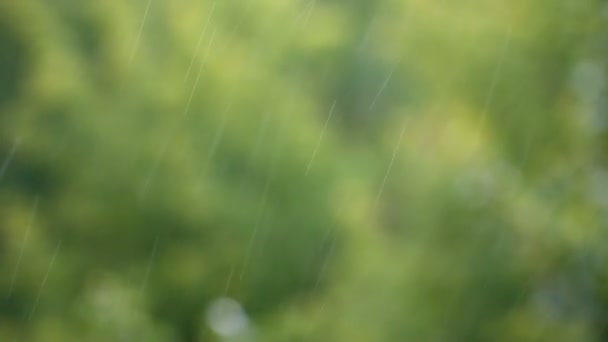 gouttes de pluie sur un fond de feuilles vertes dans le parc d'été 