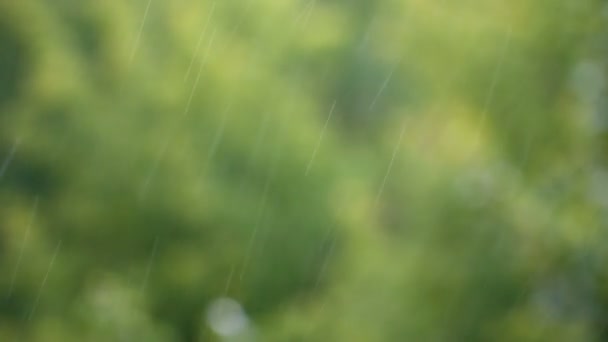 Gotas de lluvia sobre un fondo de hojas verdes en el parque de verano — Vídeos de Stock