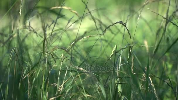 Зеленая трава на лугу — стоковое видео