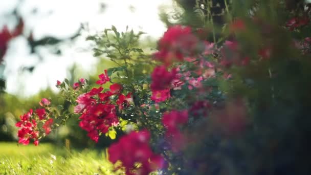 Vackra röda blommor i en sommar park — Stockvideo