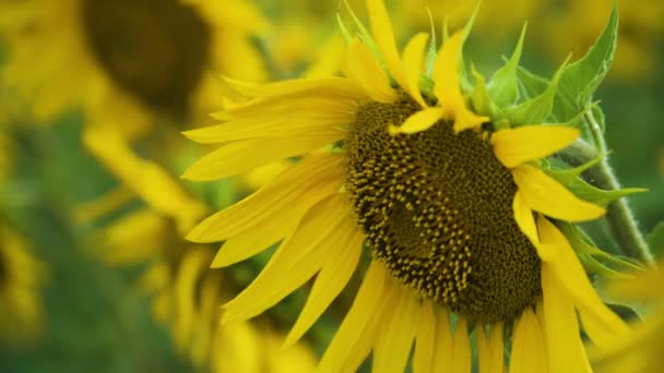 Sonnenblumen in einem Sommerfeld aus nächster Nähe — Stockvideo