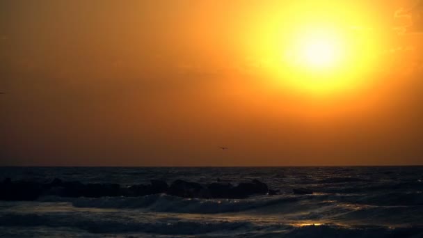 Belo pôr do sol do mar e gaivotas voando através do céu — Vídeo de Stock