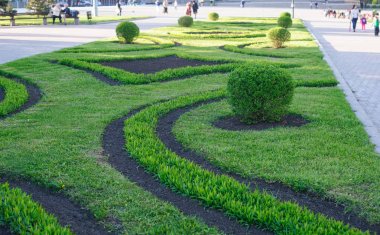 Yeşil çiçek yatak ile bir yaz parkta çim