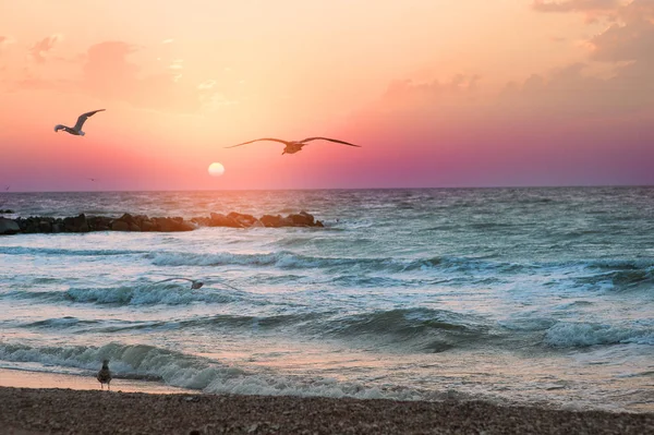 Gulls fly over the sea — Stock Photo, Image