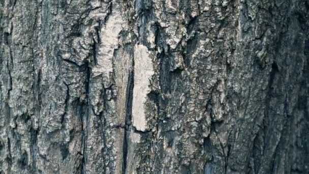 Texture of bark. Tree or poplar in park. Background of tree bark — Stock Video