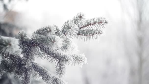 Snow-covered fir in a winter park close-up — Stock Video