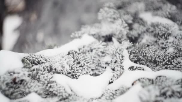 Abeto cubierto de nieve en un primer plano del parque de invierno — Vídeos de Stock