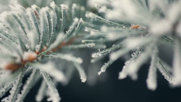 Abeto coberto de neve em um parque de inverno close-up — Vídeo de Stock