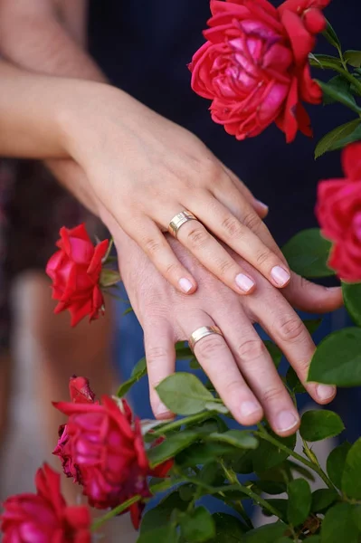 Mãos em conjunto com alianças de casamento em rosas vermelhas — Fotografia de Stock