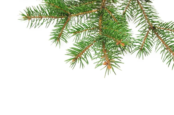 Mockup kerstboom takken grens over witte geïsoleerde achtergrond, met ruimte voor uw tekst — Stockfoto