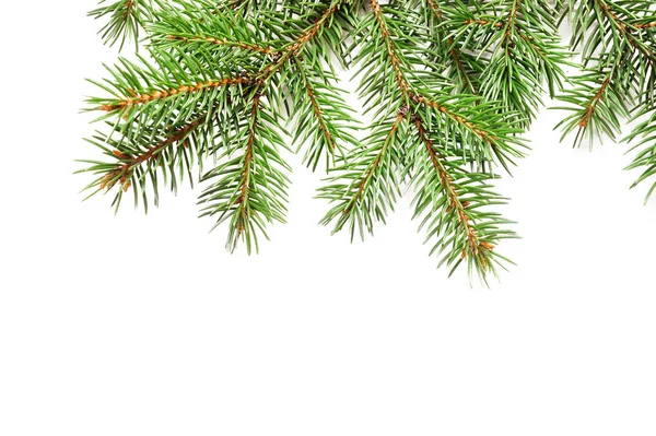 Mockup kerstboom takken grens over witte geïsoleerde achtergrond, met ruimte voor uw tekst — Stockfoto