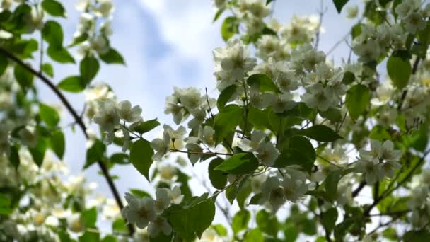 Bloeiende lente boom in de tuin tegen de hemel — Stockvideo